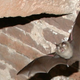 Image for article titled Bats can instantly change the shape of their ears just to hear better